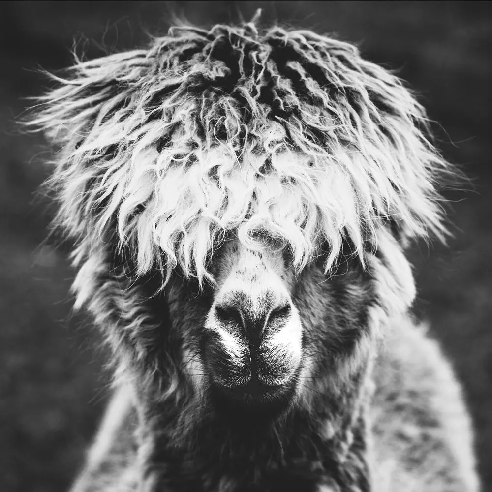 Acrylglasbild ALPAKA HIPPIE 149031