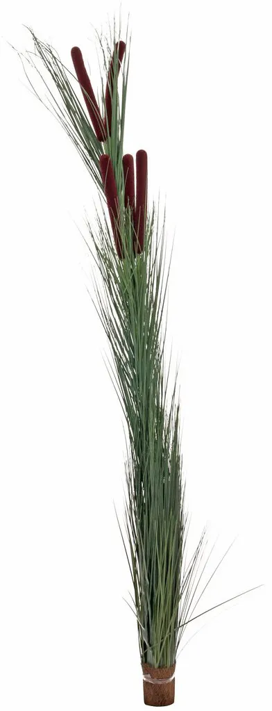 EUROPALMS Schilfgras mit Kolben, dunkelgrün, 152cm