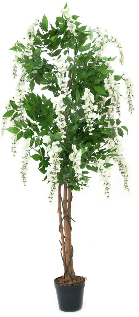 EUROPALMS Goldregenbaum, weiß, 180cm