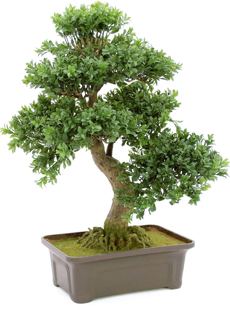 EUROPALMS Buchsbonsai, 61 cm