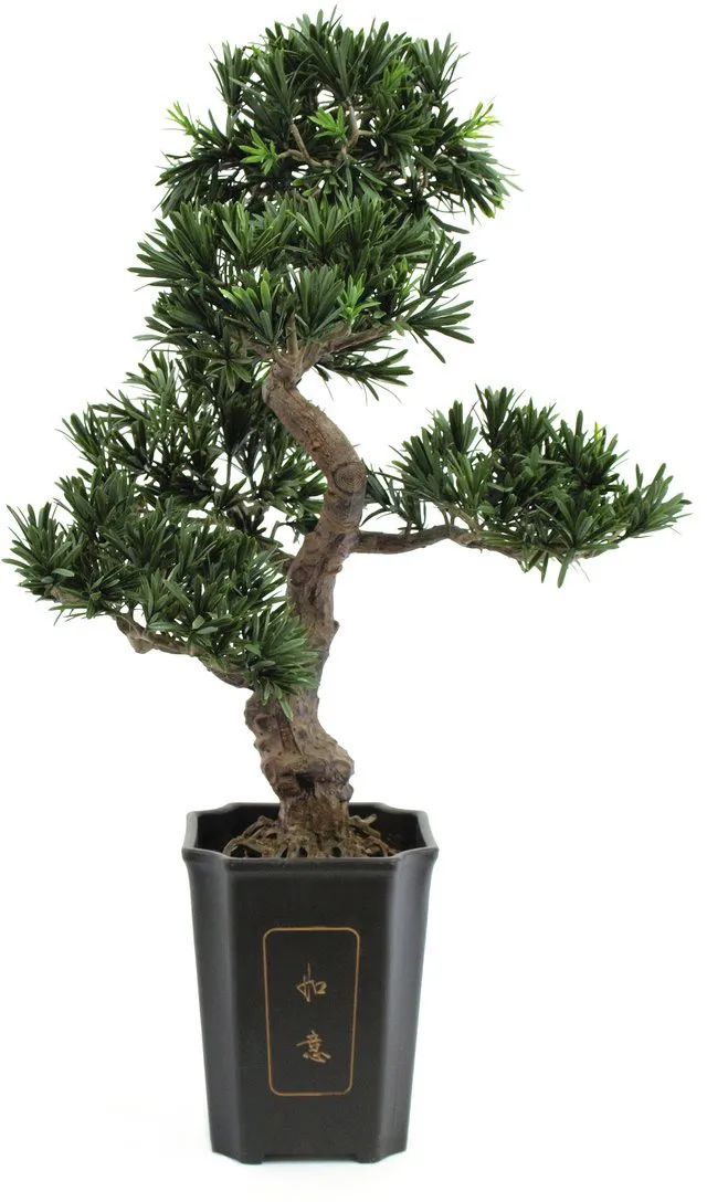 EUROPALMS Bonsai Podocarpus, 80cm
