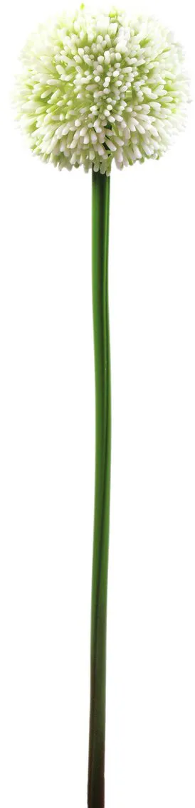EUROPALMS Alliumzweig, cremefarben, 55cm