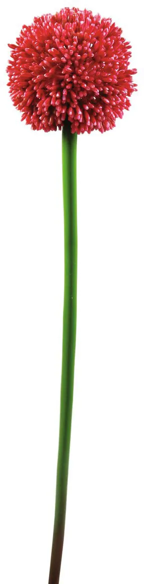 EUROPALMS Alliumzweig, rot, 55cm