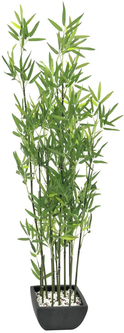 EUROPALMS Zierbambus in Dekoschale, 120cm