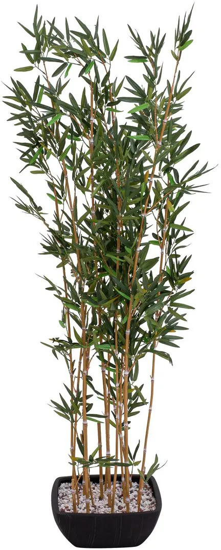 EUROPALMS Zierbambus in Dekoschale, 150cm
