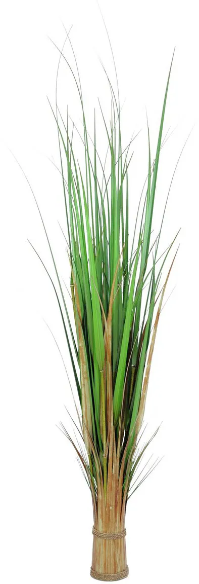 EUROPALMS Fuchsgras, 150cm