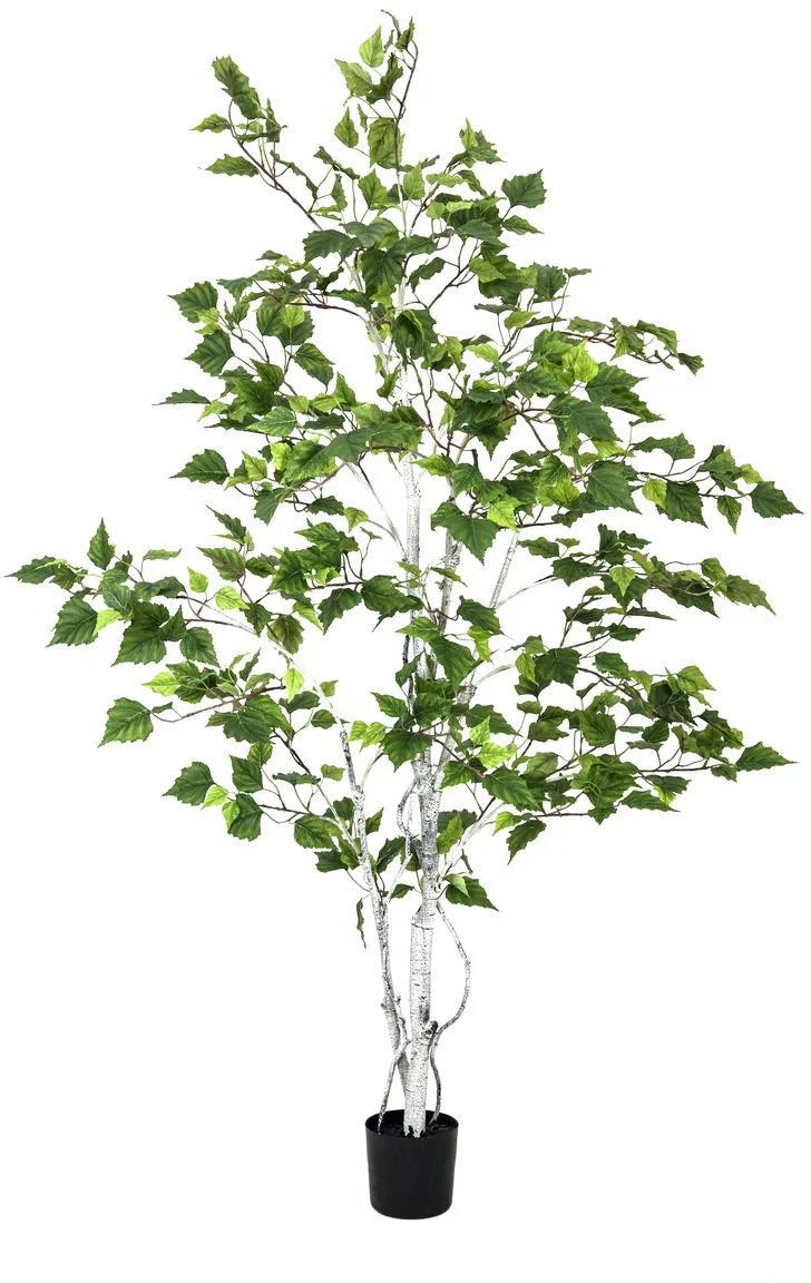 EUROPALMS Birkenbaum, 150cm