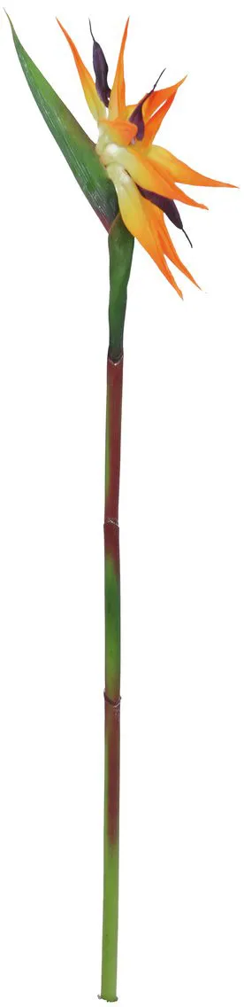 EUROPALMS Paradiesvogel-Blume, orange, 95cm