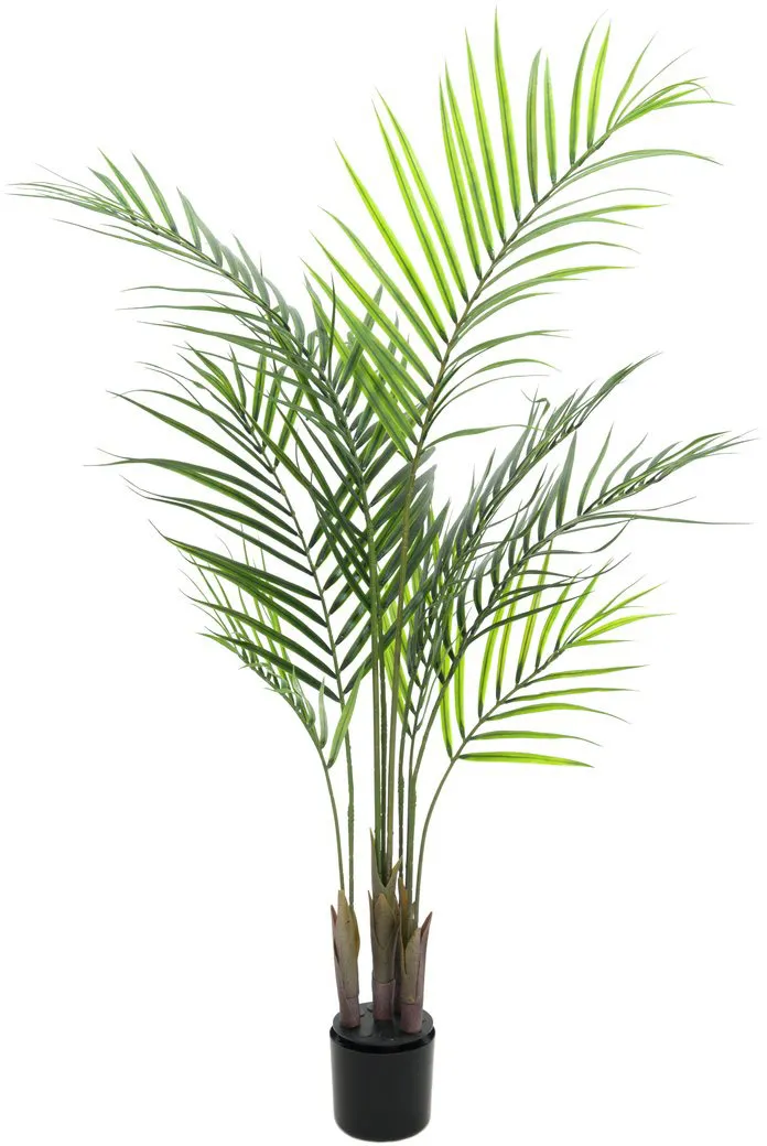 EUROPALMS Großblatt-Areca, 125cm