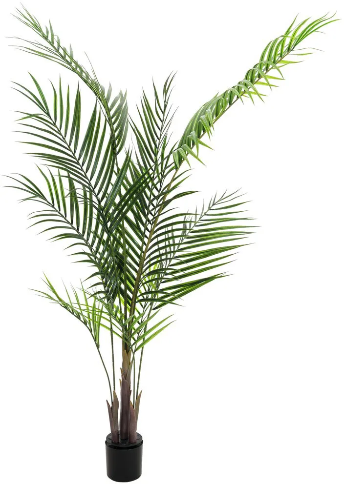 EUROPALMS Großblatt-Areca, 165cm