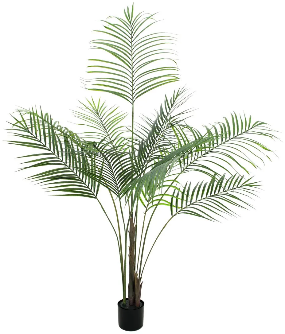 EUROPALMS Großblatt-Areca, 185cm
