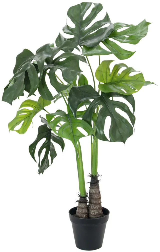 EUROPALMS Monstera deliciosa, 90cm