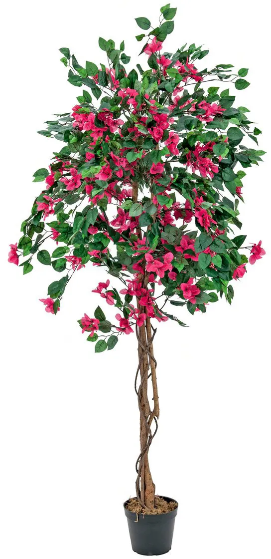 EUROPALMS Bougainvillea, rot, 150cm