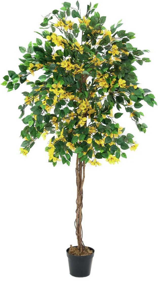EUROPALMS Bougainvillea, gelb, 150cm