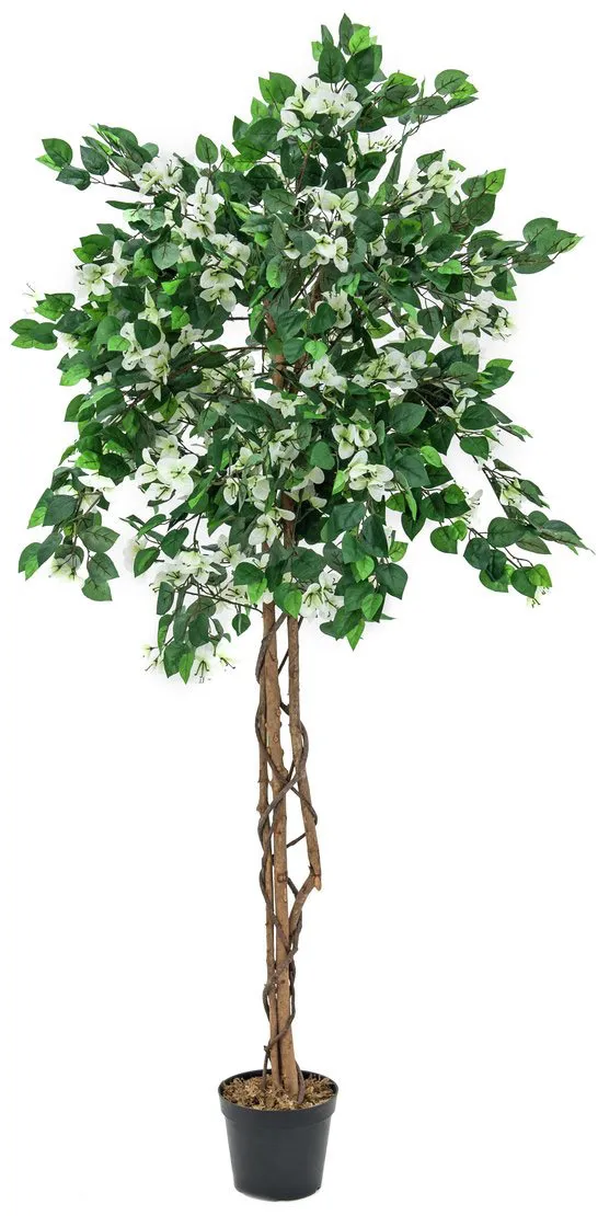 EUROPALMS Bougainvillea, weiß, 150cm