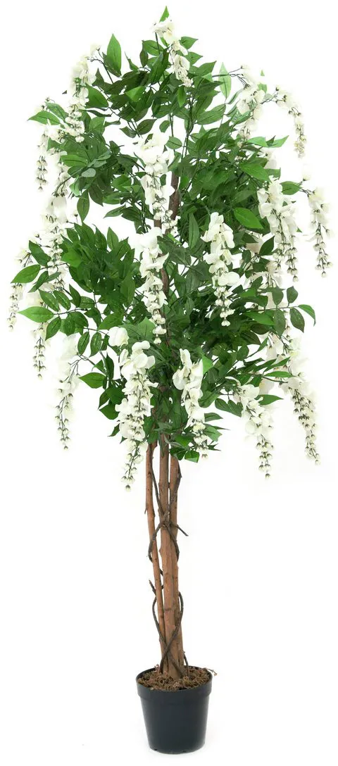 EUROPALMS Goldregenbaum, weiß, 150cm