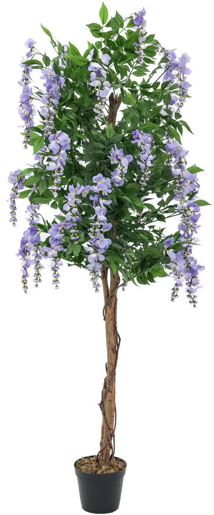 EUROPALMS Goldregenbaum, violett, 150cm
