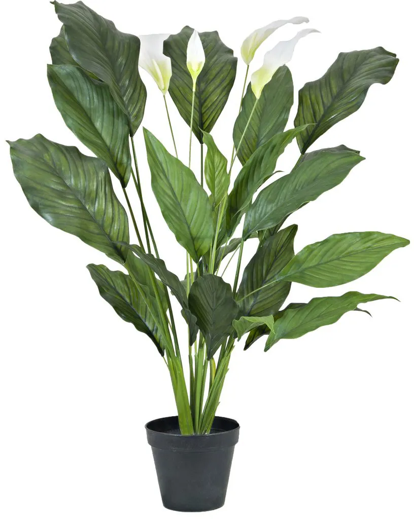 EUROPALMS Spathiphyllum deluxe, 83cm