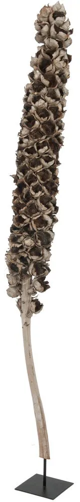 EUROPALMS Cacho Coco ca. 120-190cm