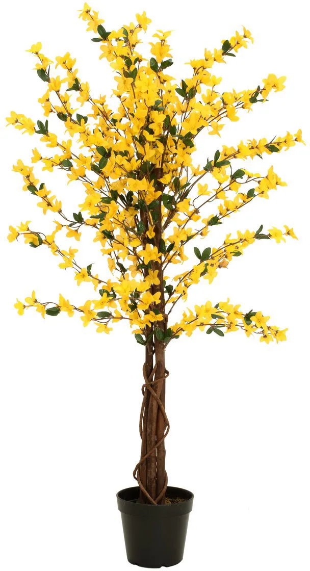 EUROPALMS Forsythienbaum mit 4 Stämmen, gelb, 120 cm