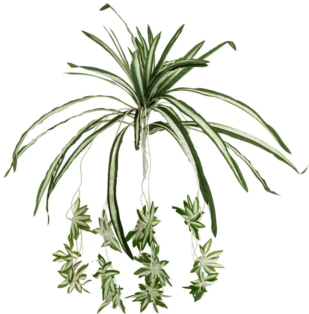 EUROPALMS Grünlilie, 60cm