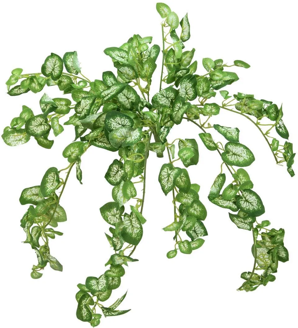 EUROPALMS Nephthytisbusch, 50 cm