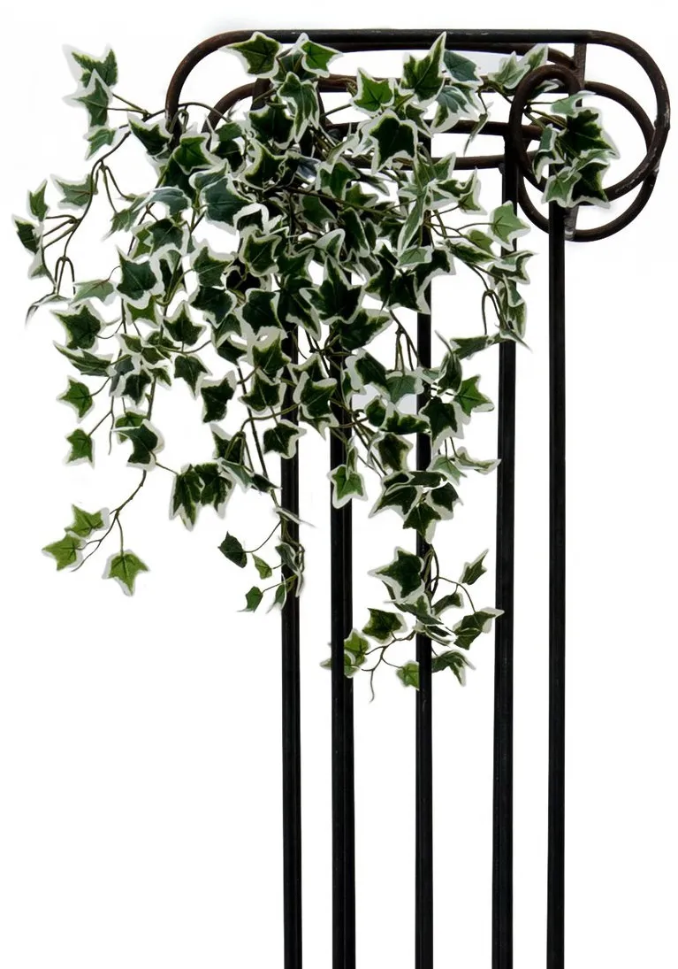 EUROPALMS Holland-Efeubuschranke Classic, 60cm