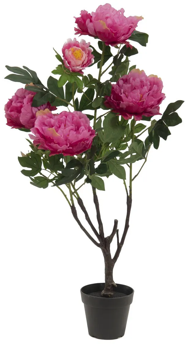 EUROPALMS Pfingstrose, rosé, 90cm