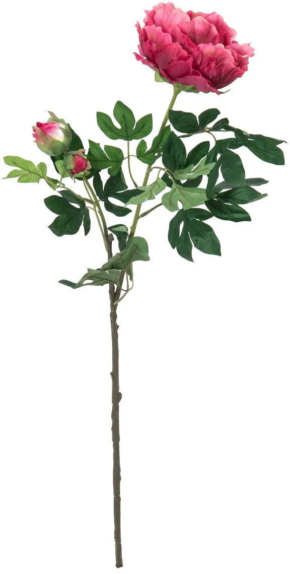 EUROPALMS Pfingstrosenzweig Premium, magenta, 100cm