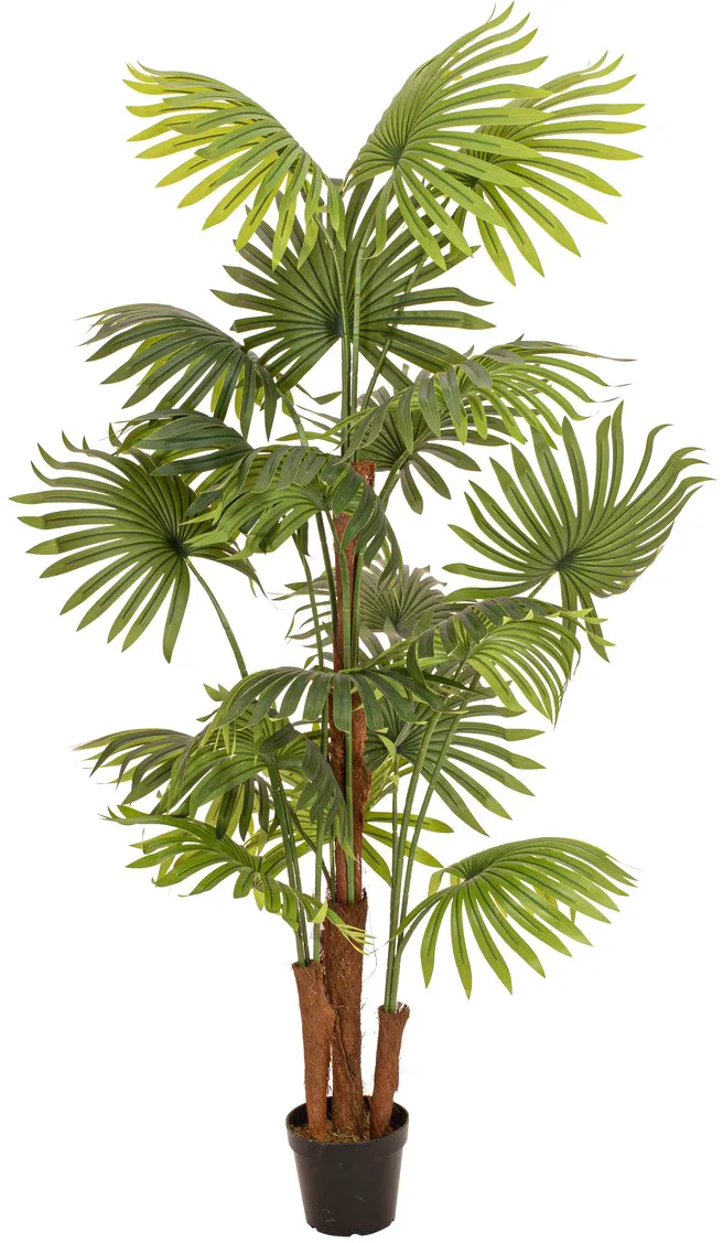 EUROPALMS Fächerpalme, Kunstpflanze, 165cm